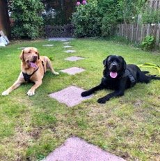 Assistenzhund Pelle mit anderem Hund Leo