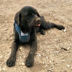 Assistenzhund Pelle