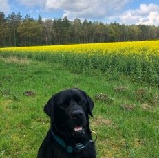 Assistenzhund Pellevor Rapsfeld