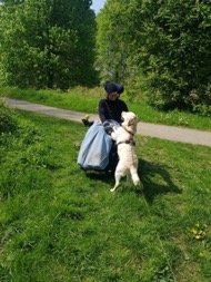 Assistenzhund Hermine mit Clara im Rollstuhl im Wald