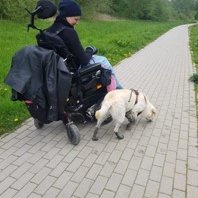 Assistenzhund Hermine und Clara im Rollstuhl beim Spaziergang