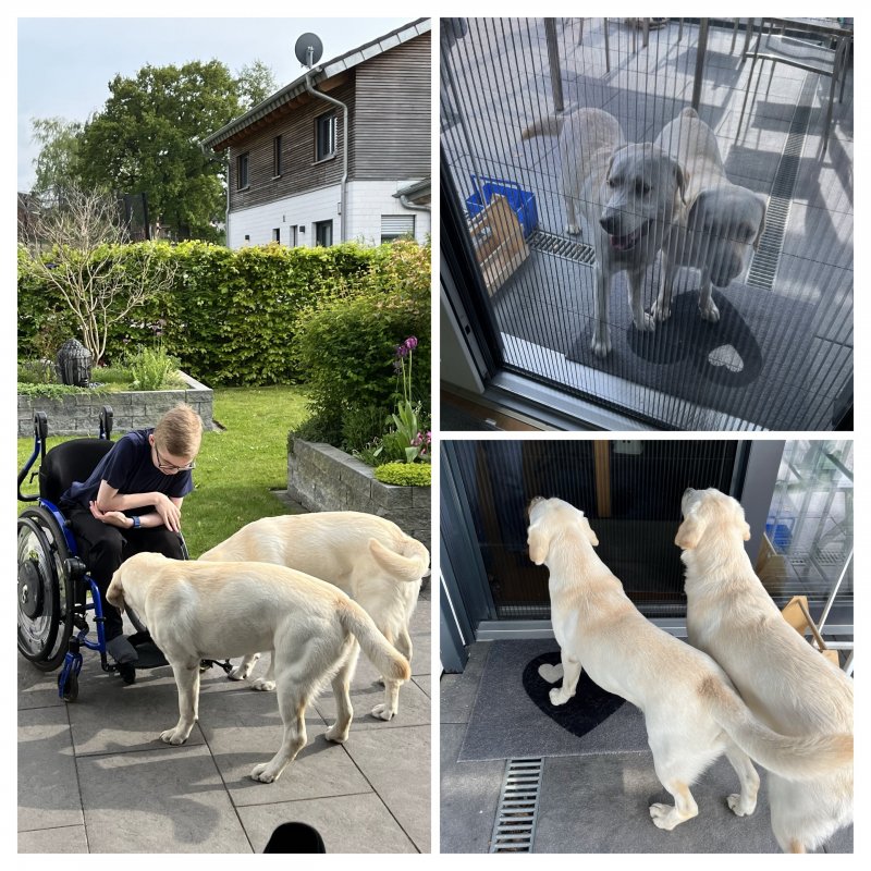 Hundebesuch -COLLAGE