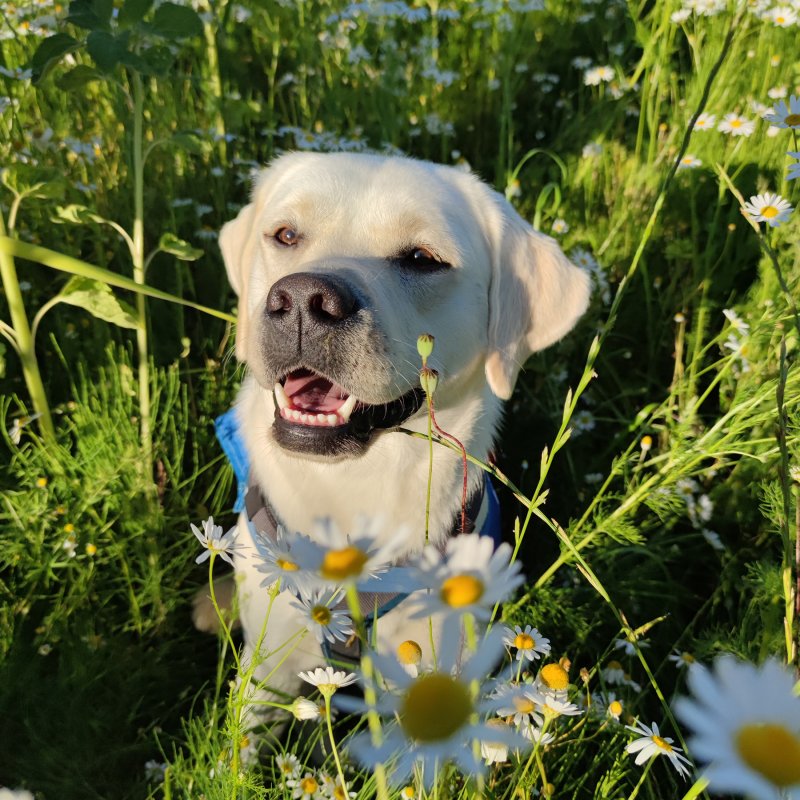 Mailo in den Blumen