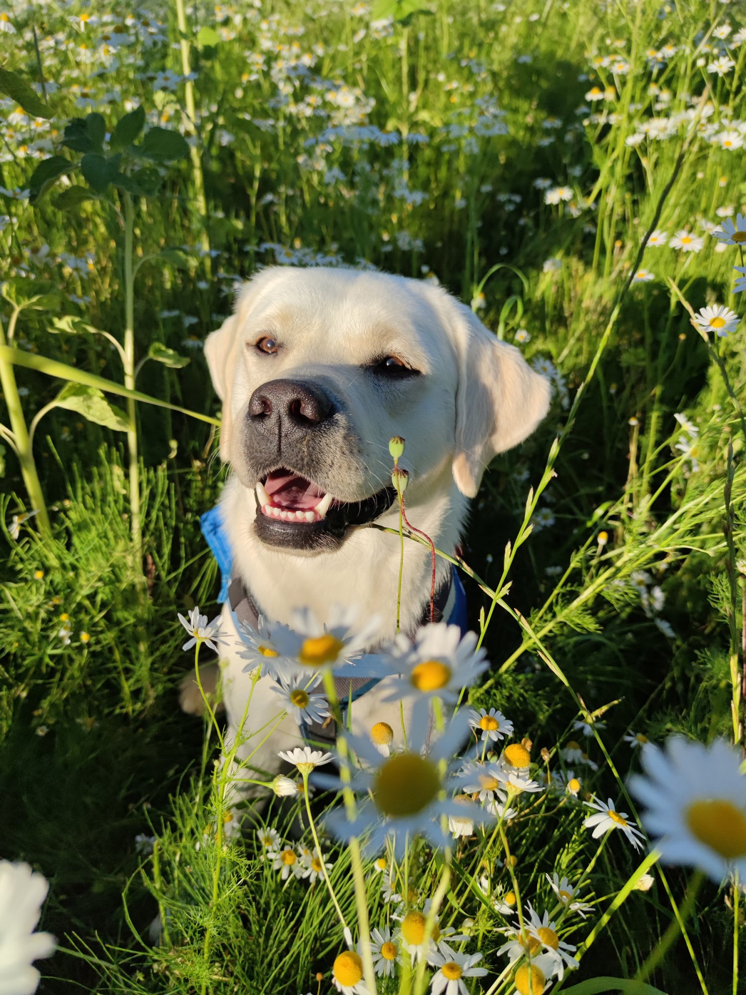 Mailo in den Blumen