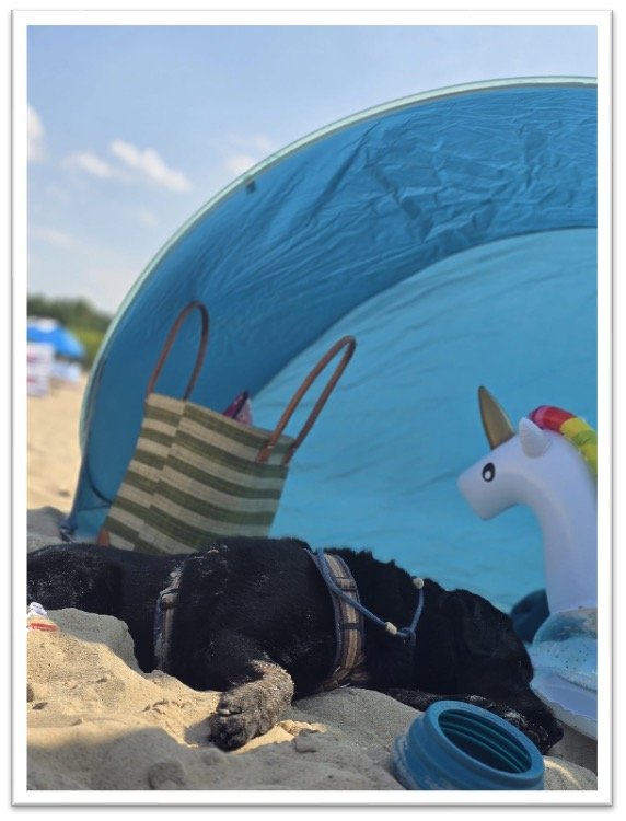 Hund in Strandmuschel