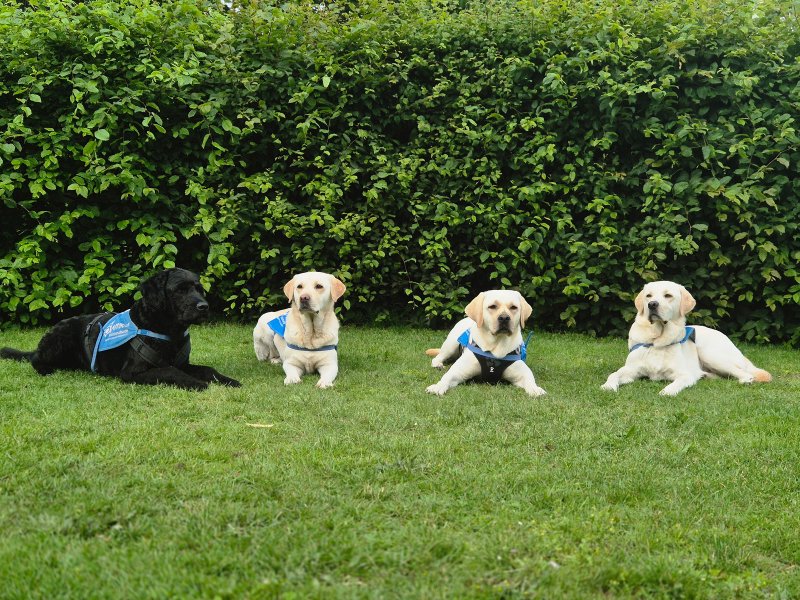 Hundetreffen