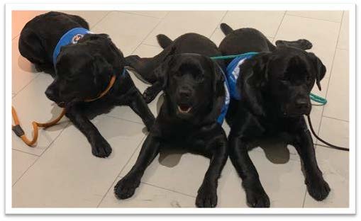 Assistenzhund Mate und 2 andere Assistenzhunde