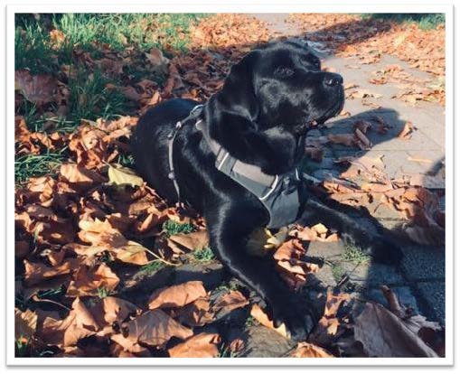 Assistenzhund Mate