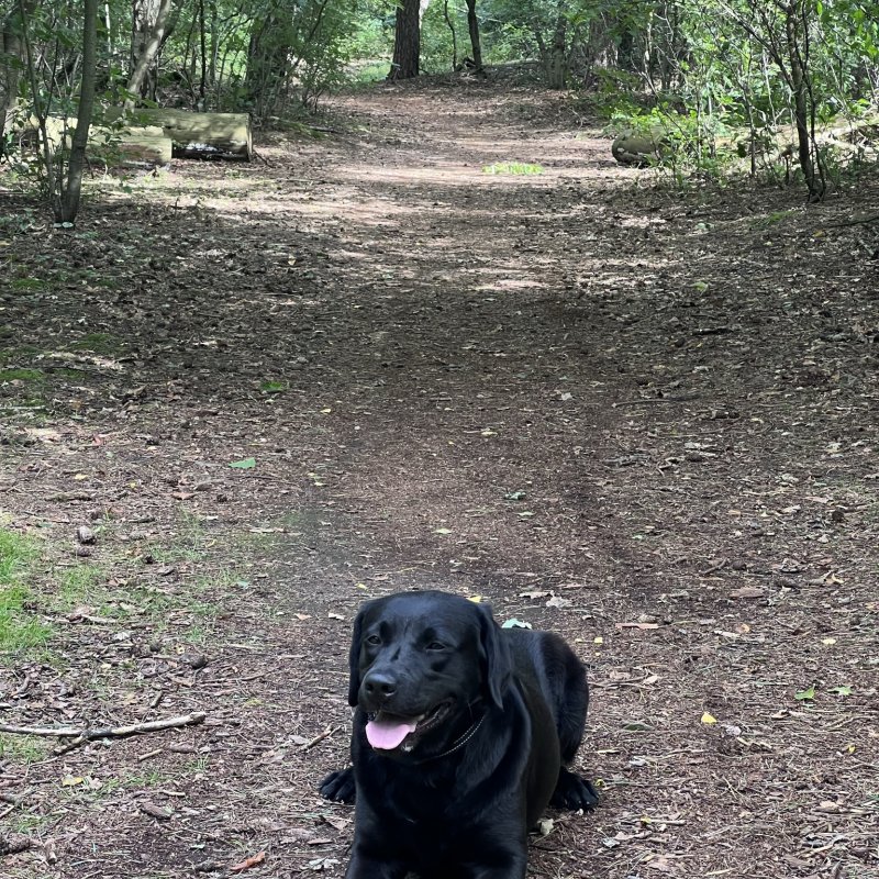 Salsa im Wald