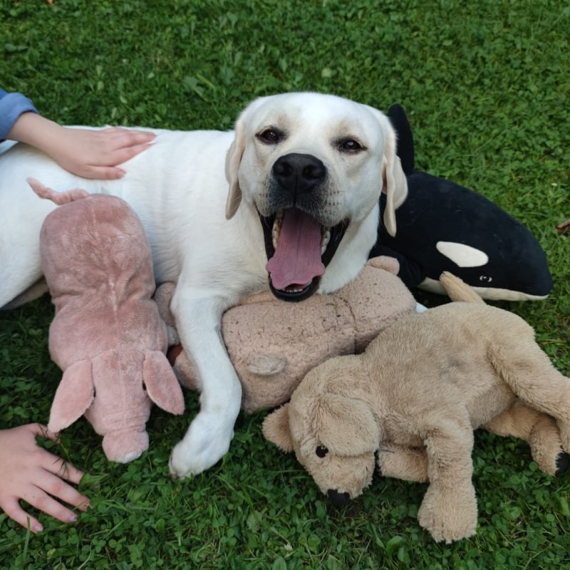 Mailo und seine Kuscheltiere