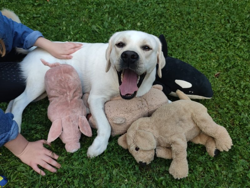 Mailo und seine Kuscheltiere