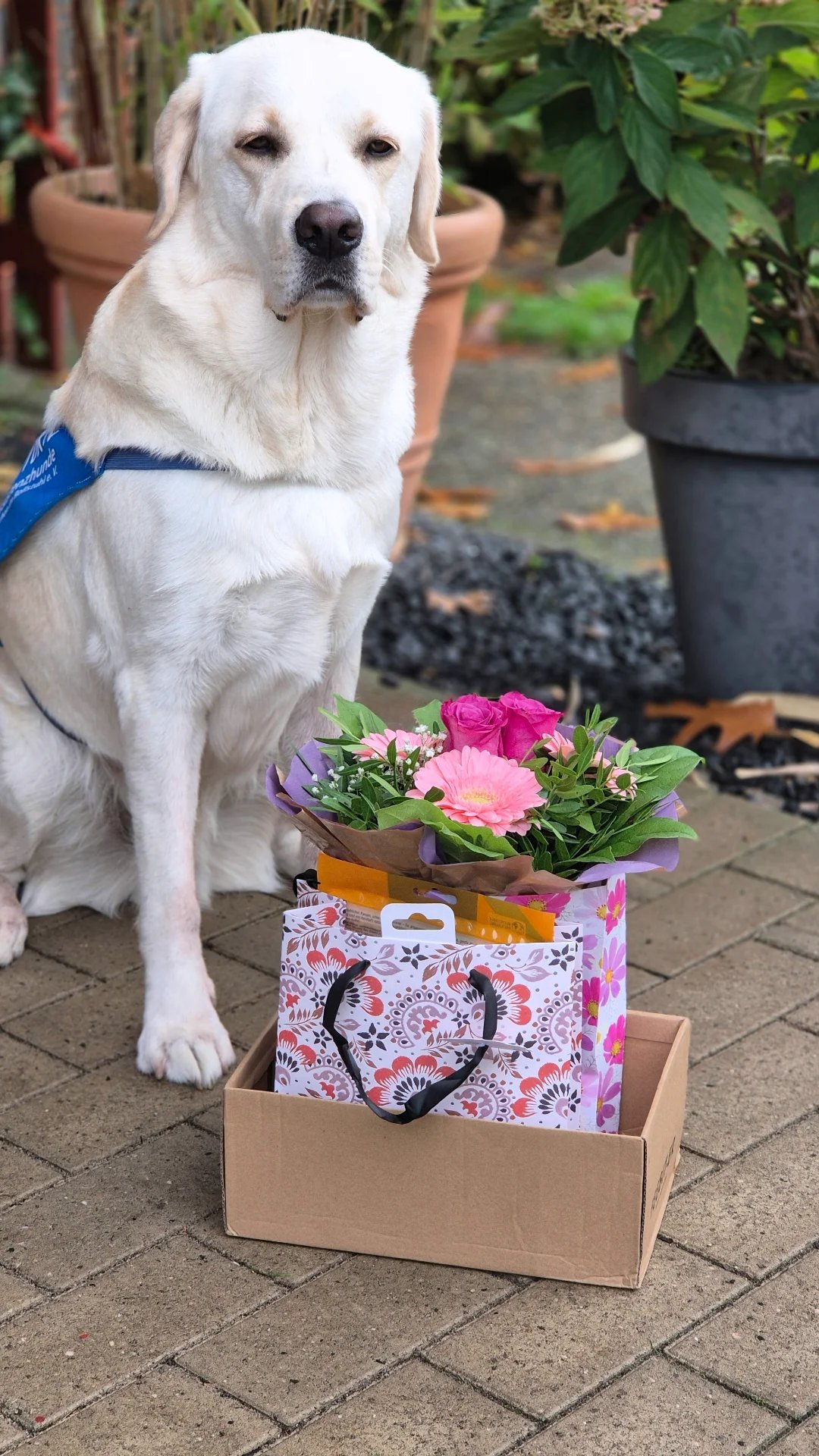 Blumen als Geschenk für Hunde?