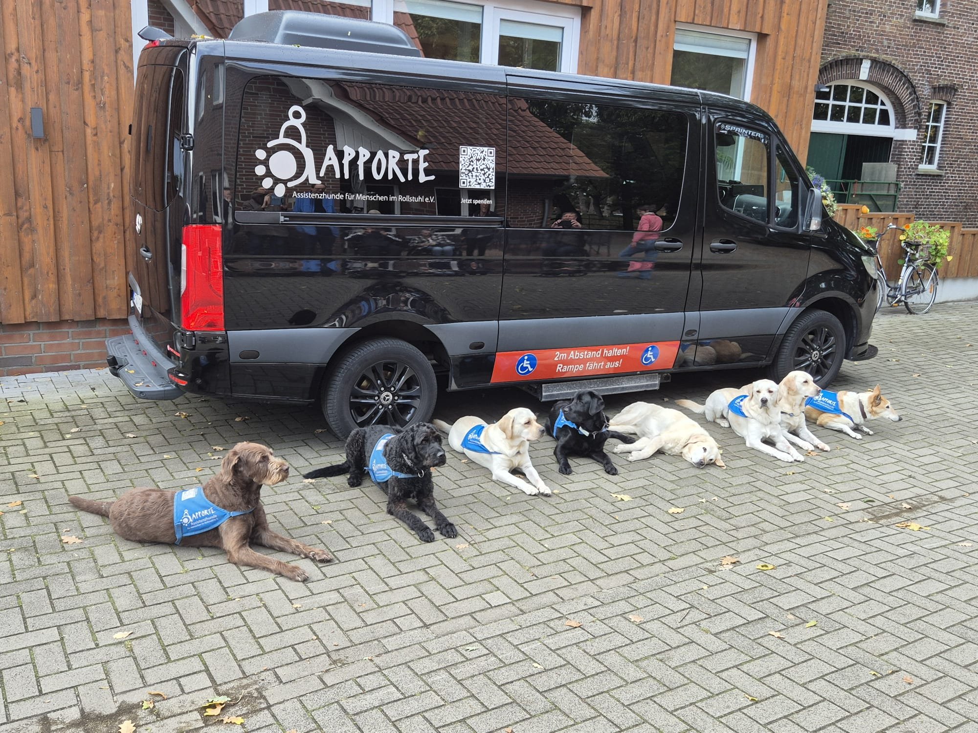 Hunde vor Apporte Bulli