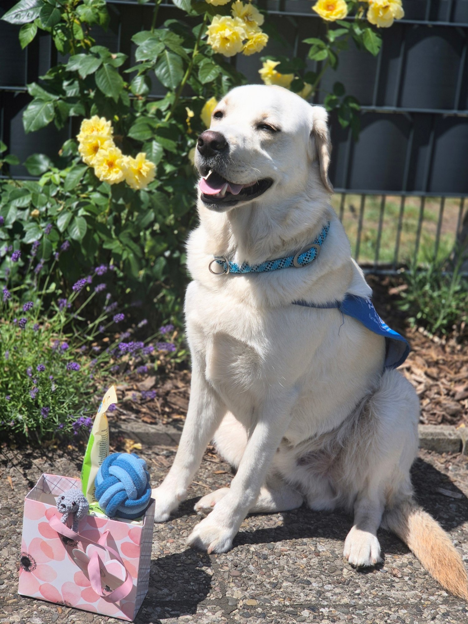 Hundegeschenke
